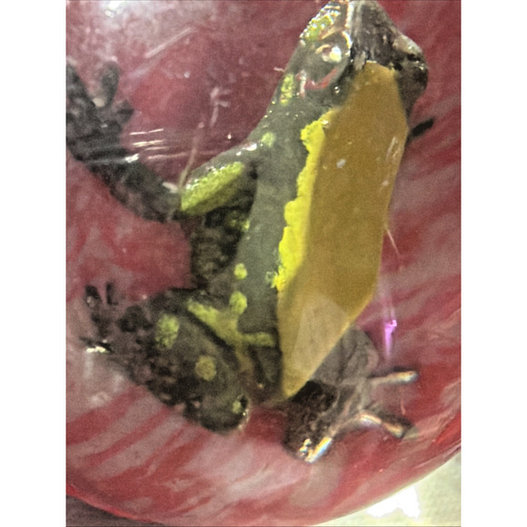 Vintage Pink Rubber Bouncy Ball Frog Inside Vending Machine Novelty Toy - Picture 10 of 14